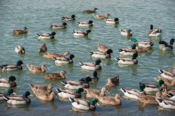 Mallard ducks swim in the lake