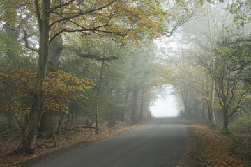 A misty morning on Bolderwood Drive in the New Forest National Park.