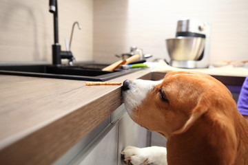 Beagle smells yummy on table