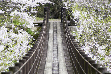 琴海の桜