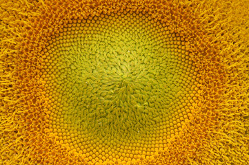 close up of sunflower for background