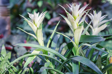 Beautiful of bromeliad in bromeliad garden. Flower of bromeliad in various color.