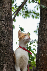 Cute white-and-red cat in a red collar on the tree. Cat is staring at something