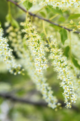 Beautiful spring scene with many little flowers. Cherry bird-cherry tree blossom. Toned photo. Shallow depth of the field.
