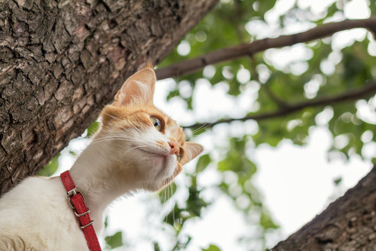 Cute white-and-red cat in a red collar on the tree. Cat is staring at something