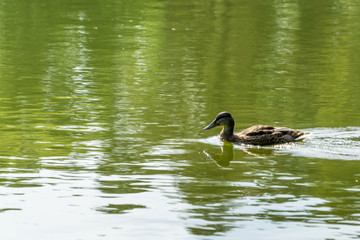 Swimming bird