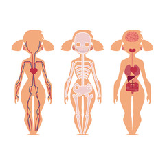 Vector flat structure of the human body, anatomy - female, internal organs, nervous, bloodstream circulatory, cardiovascular system. Isolated illustration on a white background.