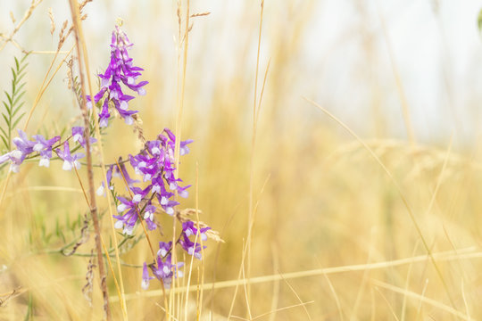 Dried yellow grass and gentle blue flowers in the field on a sunny day. Shallow depth of field