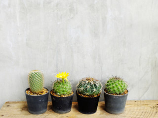 group of green cactus on wooden table still life with space copy background