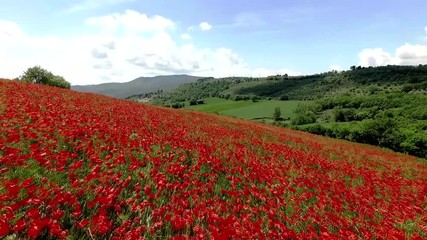 Papaveri in fiore - aerial view