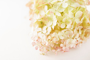 hydrangea flowers on the white background