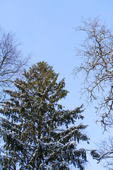 Firs in the winter snow forest. Bottom view against sky background