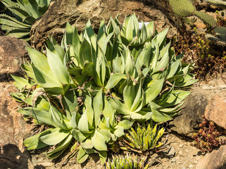 Agave shawii, with the common names coastal agave or Shaw's agave, is a very rare The plant is named for Henry Shaw, the founder of the Missouri Botanical Garden