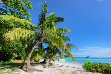 Obraz premium Coconut palms on tropical island. Vacation and holiday concept in exotic travel destinations.