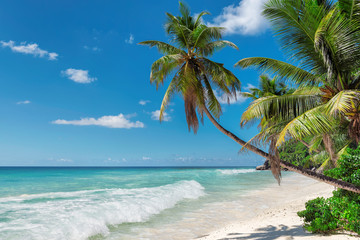 Palm trees on exotic beach in tropical island.  Summer holiday and vacation concept background. 