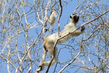 Endemic Indri lemur in natural habitat. Madagascar