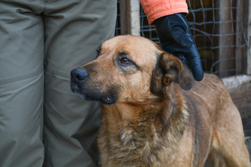 homeless dog in an animal shelter