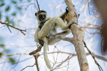 Endemic Indri lemur in natural habitat. Madagascar
