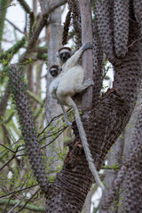 Endemic Indri lemur in natural habitat. Madagascar