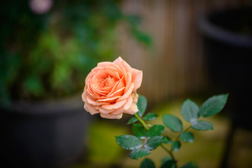 rose with buds in a romantic flower garden.