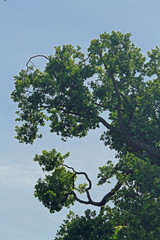 Baumkrone