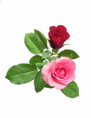 red and pink roses on white background