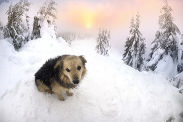 dogs in the snowstorm mountains