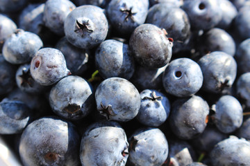 Macro shot of freshly picked blueberries. Concept for healthy eating and nutrition.