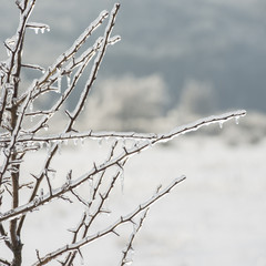 branches of the tree are covered with ice. Winter season. Trees in the countryside.