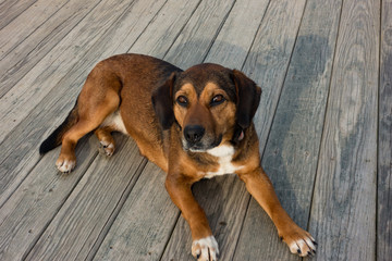 Roxy A Mixed Breed Beagle and German Shepherd posing on the porch