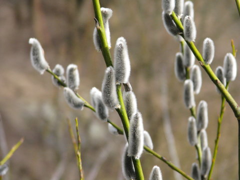 Pussy Willow