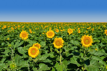 Sunflower plantation near Tyulenovo village, Bulgaria