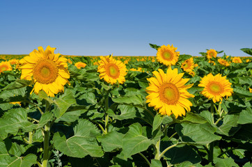 Sunflower plantation near Tyulenovo village, Bulgaria