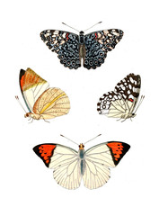 Illustration of insects.