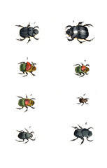 Illustration of insects.