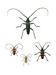Illustration of insects.