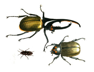 Illustration of insects.