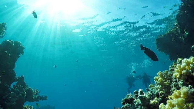 Scuba divers at the coral reef