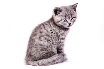 Scottish Straight kitten on white background
