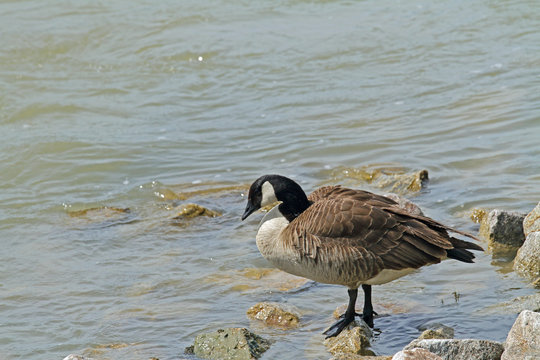 Kanada-Gans