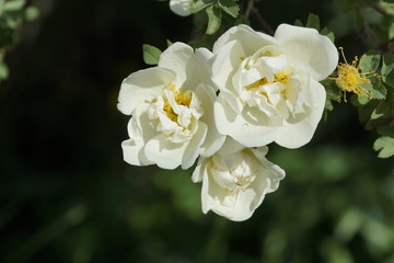 three flowers of beautiful white dog rose
