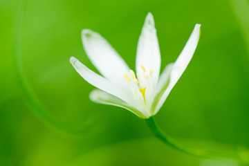 white flower in spring season