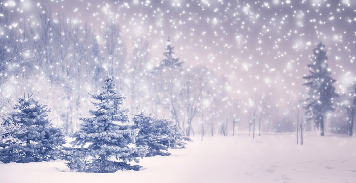 Christmas background with fir trees