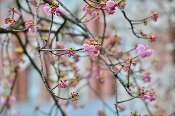 Fototapeta na wymiar 大阪と京都の桜