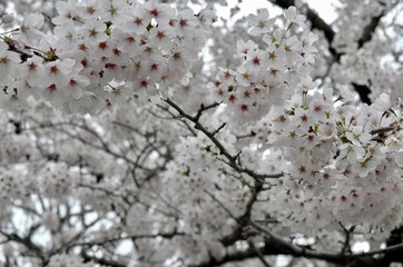 大阪と京都の桜