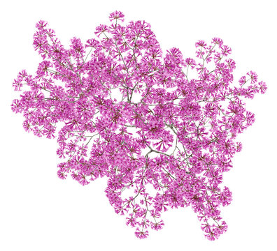 top view of red lapacho tree isolated on white background