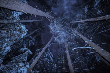 Night winter forest. High coniferous trees in the snow retreating into the sky.
