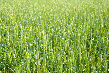 wheat field