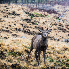 Male stag standing looking at the camera