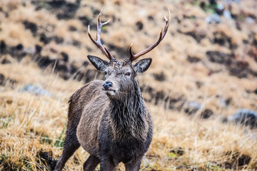 Male stag standing looking at the camera